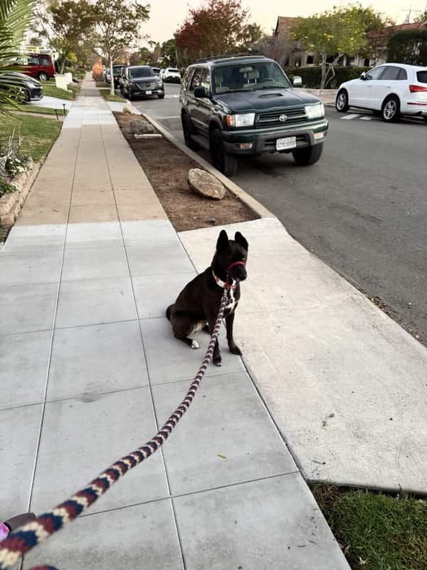A picture of a black dog named Bowie sitting, taken on December 11 2025 at 6:29 am